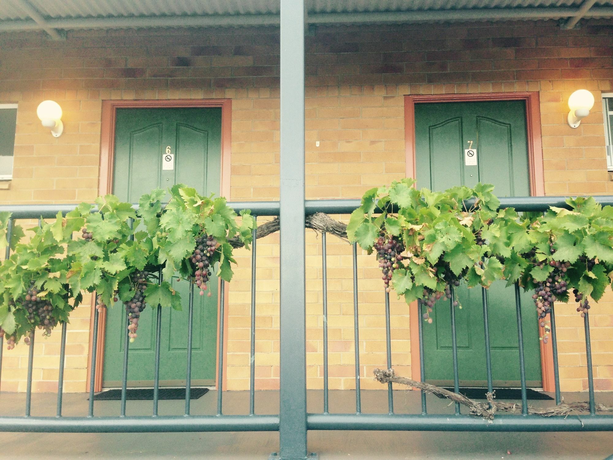 The Vines Motel & Cottages Stanthorpe Exterior foto